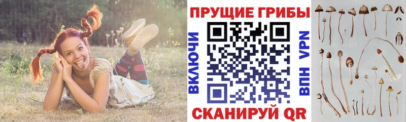 что такое   Ясный  Псилоцибиновые грибы Magic Shrooms 